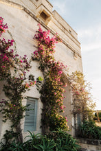 Load image into Gallery viewer, Bougainvillea on the Borgo Digital Download
