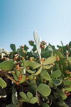 Load image into Gallery viewer, Cacti of Borgo Egnazia Digital Download
