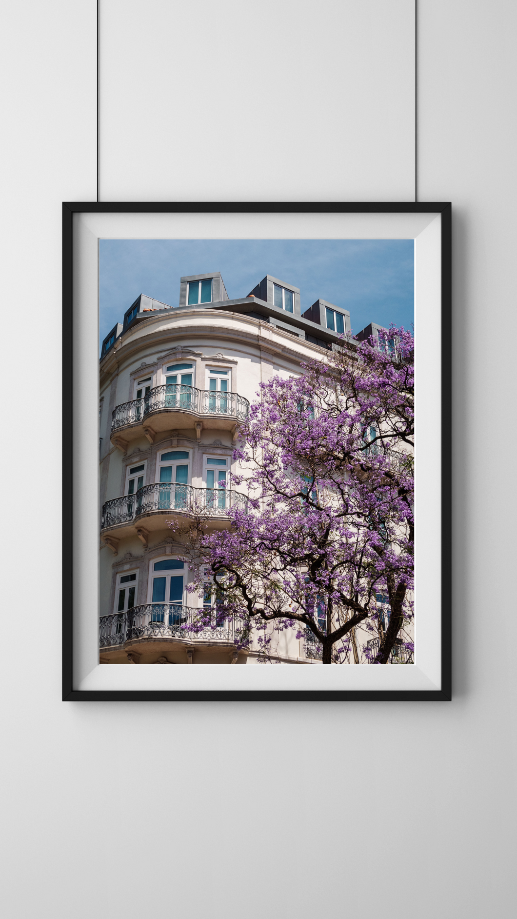 Jacaranda in Bloom Digital Download