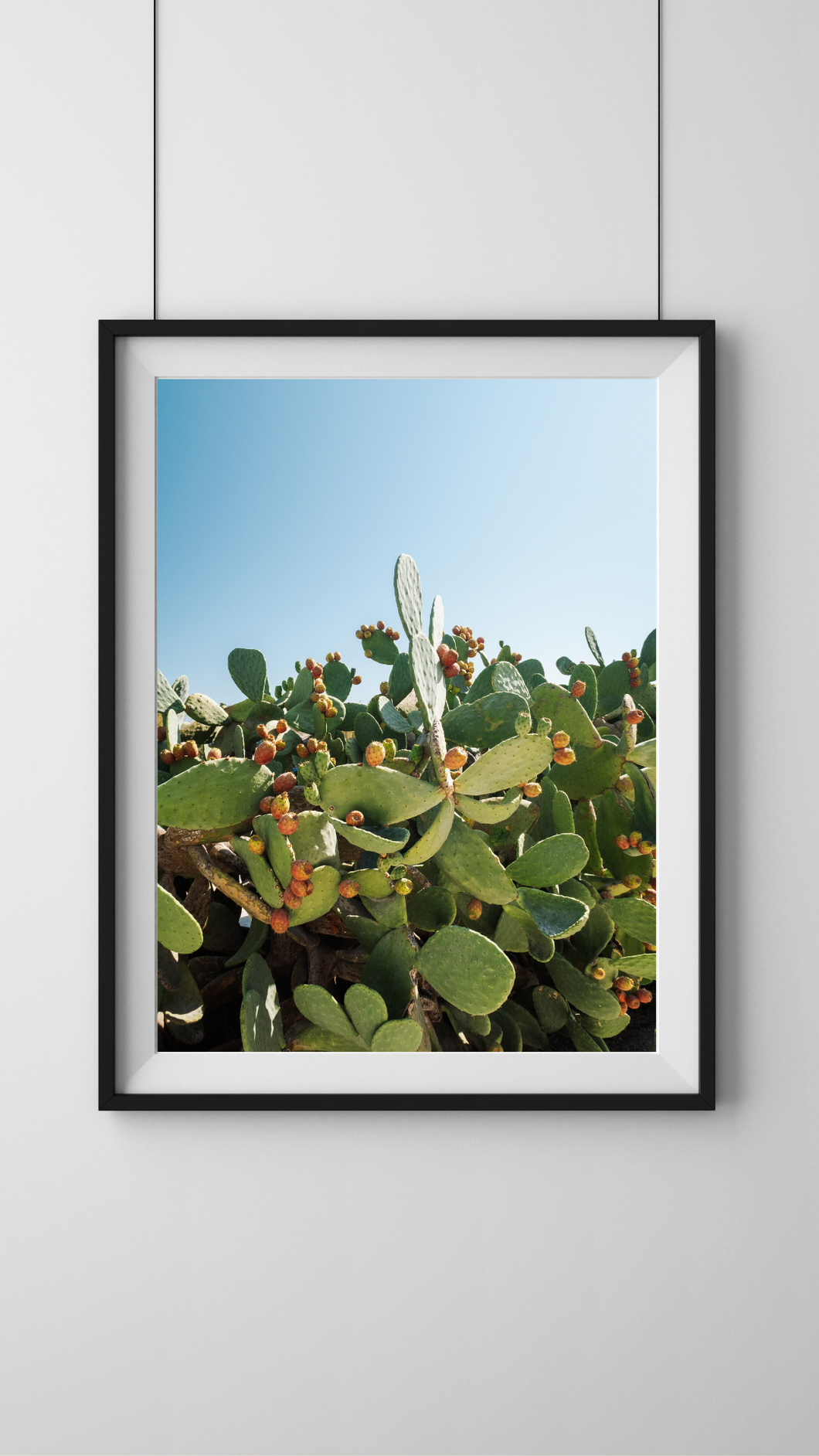 Cacti of Borgo Egnazia Digital Download