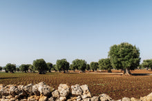 Load image into Gallery viewer, Olive Groves of Borgo Egnazia Digital Download
