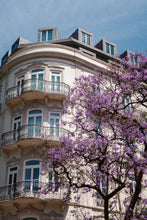 Load image into Gallery viewer, Jacaranda in Bloom Digital Download
