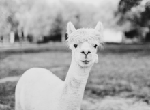 Load image into Gallery viewer, Llama in Texas B&amp;W Digital Download
