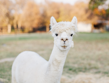 Load image into Gallery viewer, Llama in Texas Digital Download
