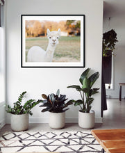 Load image into Gallery viewer, Llama in Texas Digital Download
